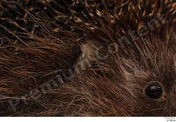  Hedgehog - Erinaceus europaeus # 3 